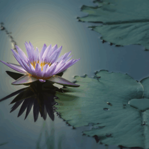 YOGA NIDRA 1